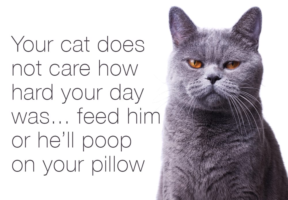 Your cat does not care how hard your day was... feed him or he'll poop on your pillow